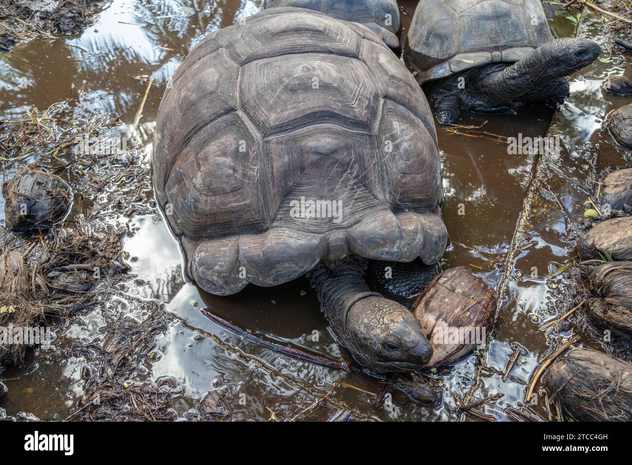 Les tortues de terre géantes (dipsochelys gigantea) sur l'île de Praslin Seychelles Banque D'Images