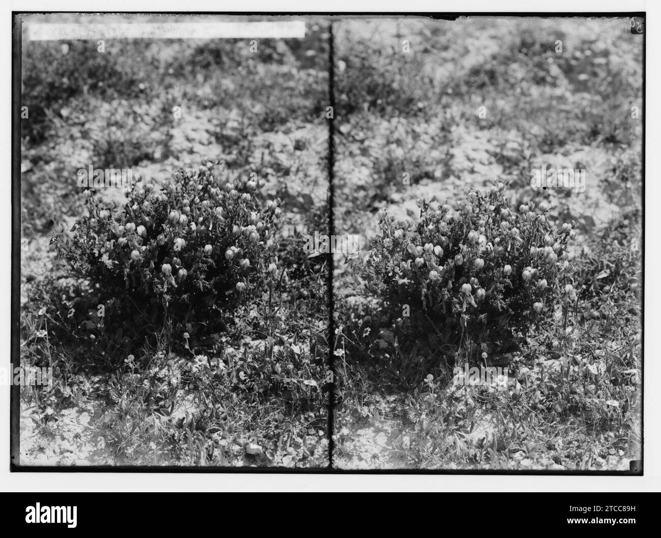 Fleurs sauvages de la Palestine. Restharrow jaune (Ononis natrix L.). Banque D'Images