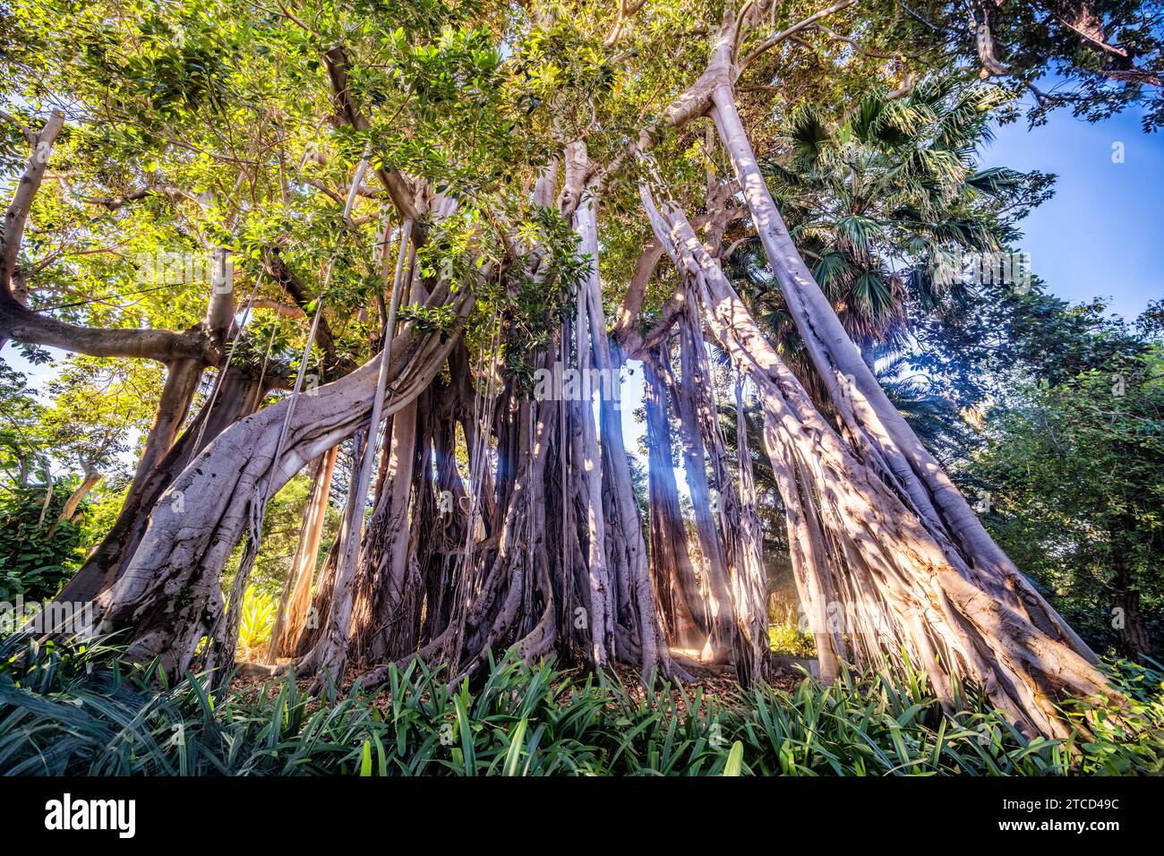 Jardin botanique de Puerto de la Cruz, Tenerife, Espagne Banque D'Images