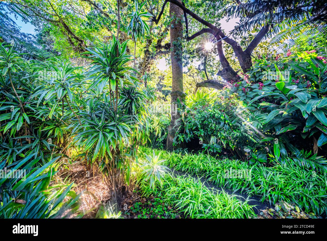 Jardin botanique de Puerto de la Cruz, Tenerife, Espagne Banque D'Images