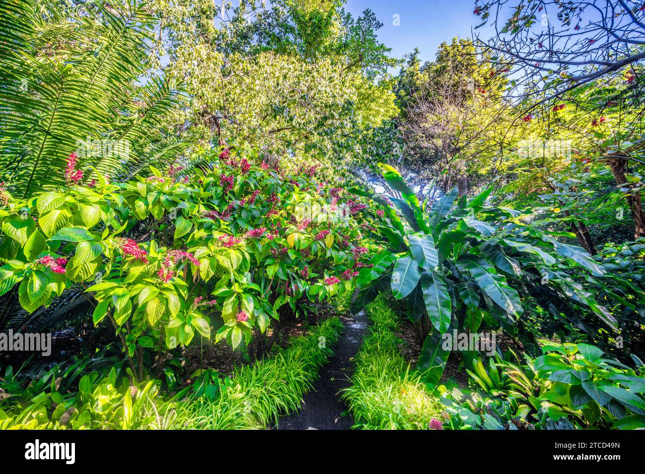 Jardin botanique de Puerto de la Cruz, Tenerife, Espagne Banque D'Images