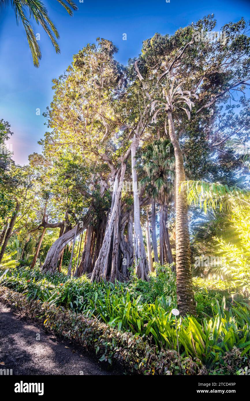 Jardin botanique de Puerto de la Cruz, Tenerife, Espagne Banque D'Images