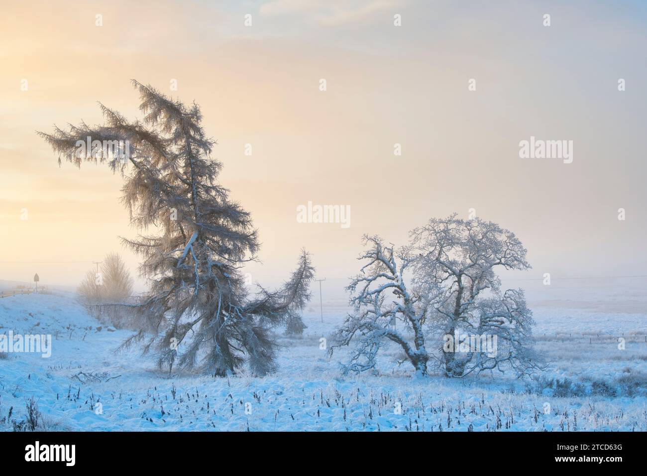 Larix et Betula pendula. Mélèze et bouleau argenté dans le brouillard et la neige juste après le lever du soleil. Morayshire, Écosse Banque D'Images