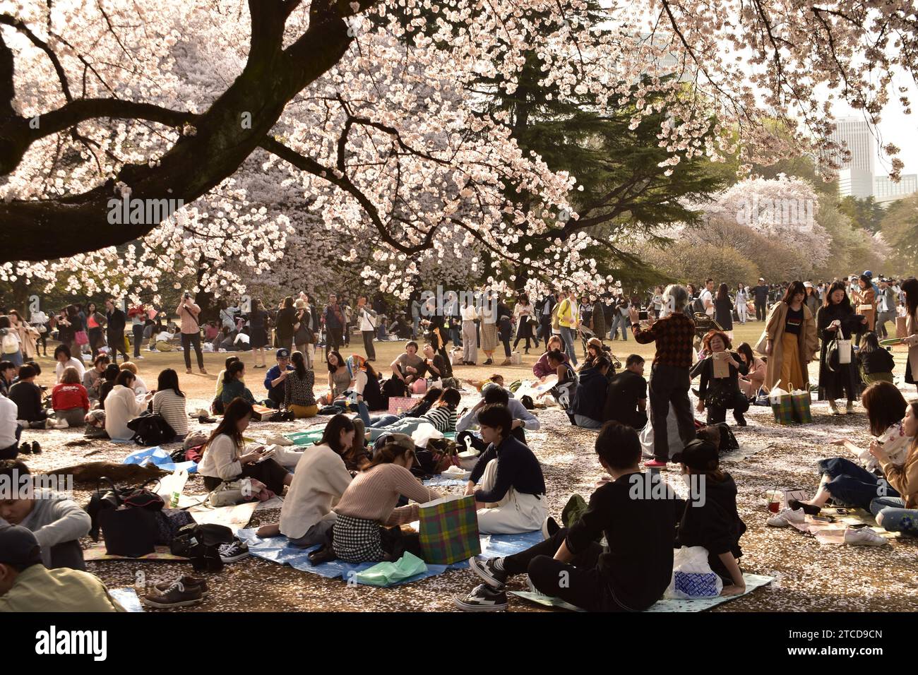 Parc Ueno, Tokyo, Japon - 29 mars 2018 : Japonais assis sous les sakura, s'amusant pendant le festival Hanami Banque D'Images