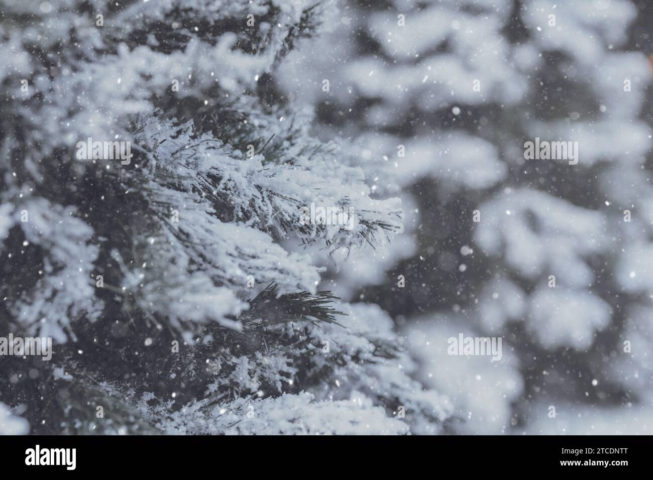Hiver strome couverture de neige sur l'arbre de bois de pin geler le temps frais pour la saison d'hiver la veille de noël fond publicitaire de vacances. Banque D'Images