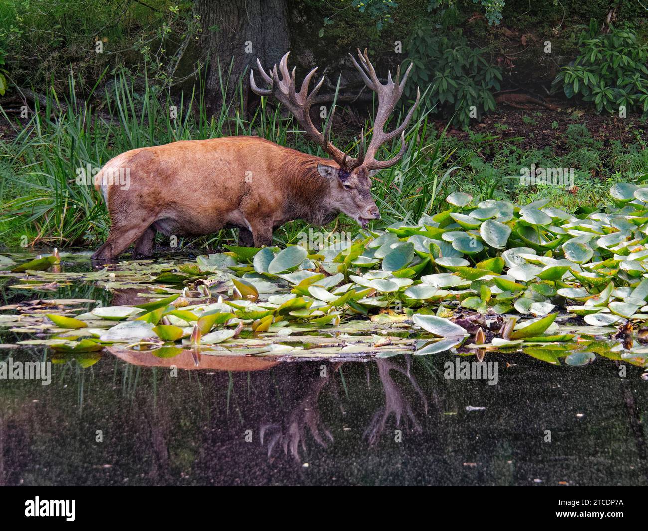 Cerf rouge (Cervus elaphus), stands de cerf mâchant dans un étang , pays-Bas, Gueldre, Hoge Veluwe National Park Banque D'Images