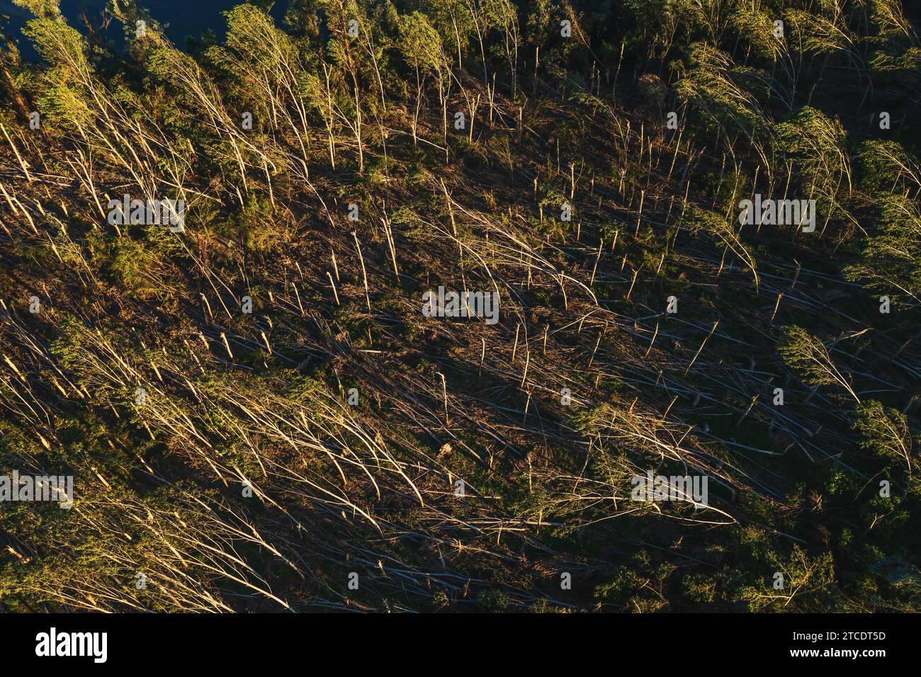 Vue aérienne du paysage forestier dévasté après une tempête supercellulaire en été, prise de vue par drone du paysage de dommages environnementaux depuis le haut Banque D'Images