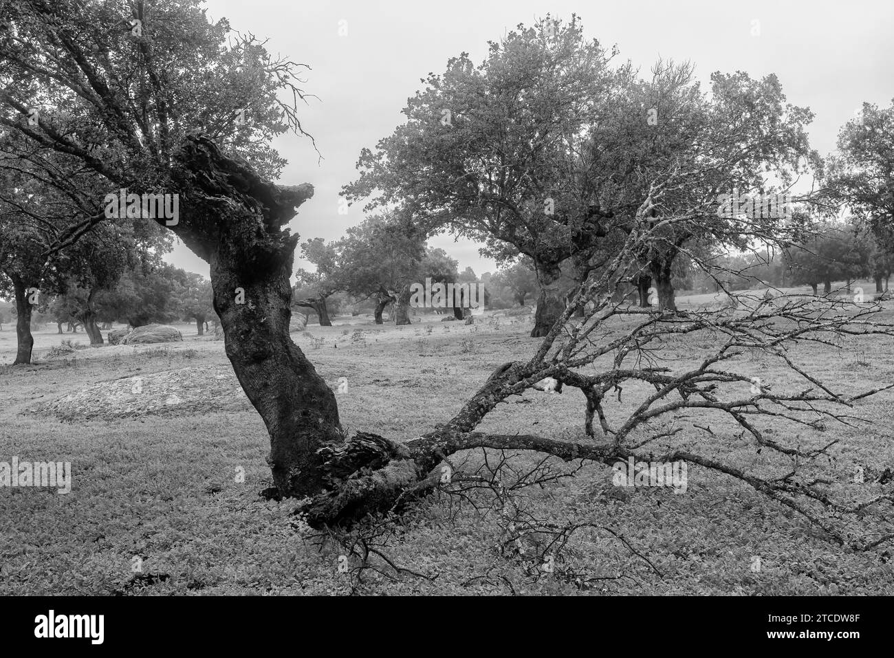 Un pittoresque noir et blanc d'un brouillard de paysage dans la Dehesa de la Luz en Estrémadure, Espagne Banque D'Images
