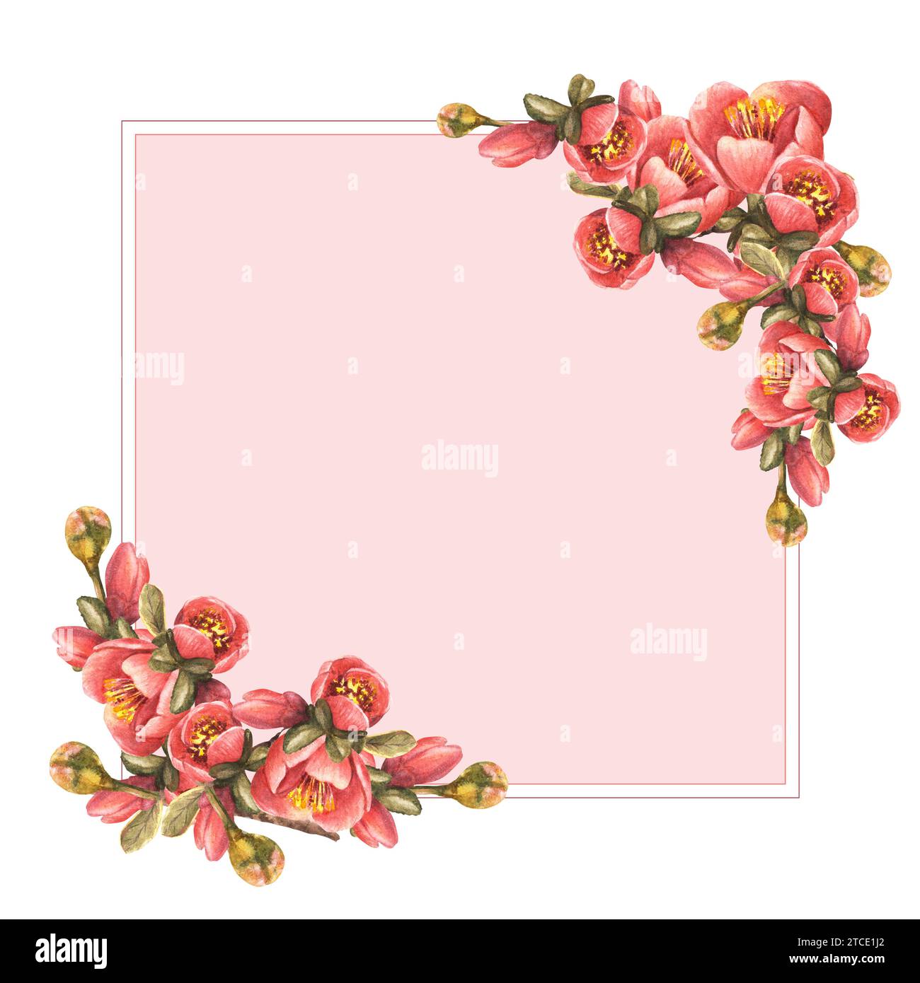 Aquarelle dessinée à la main cadre carré de fleurs, bourgeons, feuilles de coing, pomme ou poire japonaise, branche, fleur de printemps illustration modèle pour Banque D'Images
