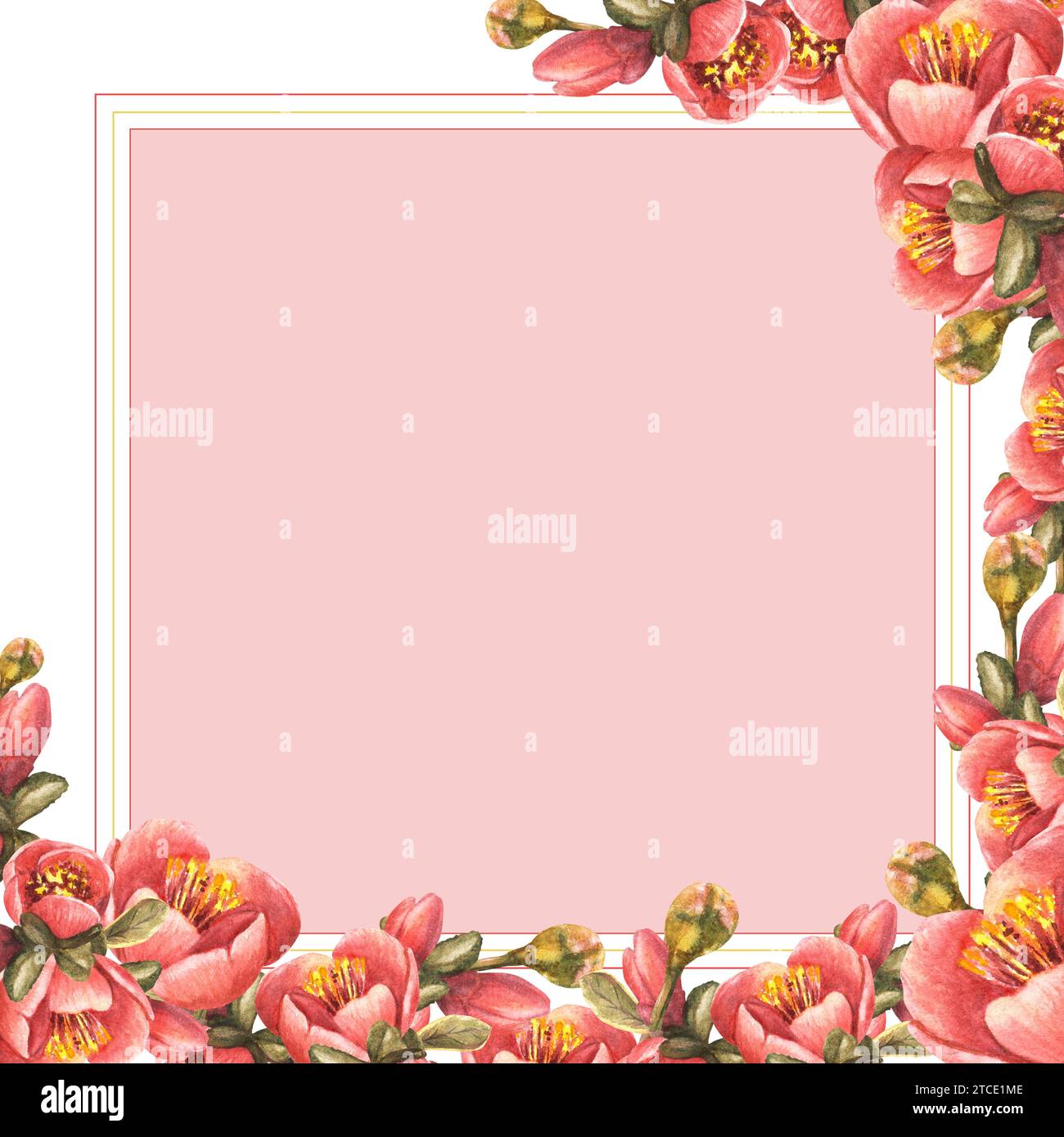 Aquarelle dessinée à la main cadre carré de fleurs, bourgeons, feuilles de coing, pomme ou poire japonaise, branche, fleur de printemps illustration modèle pour Banque D'Images