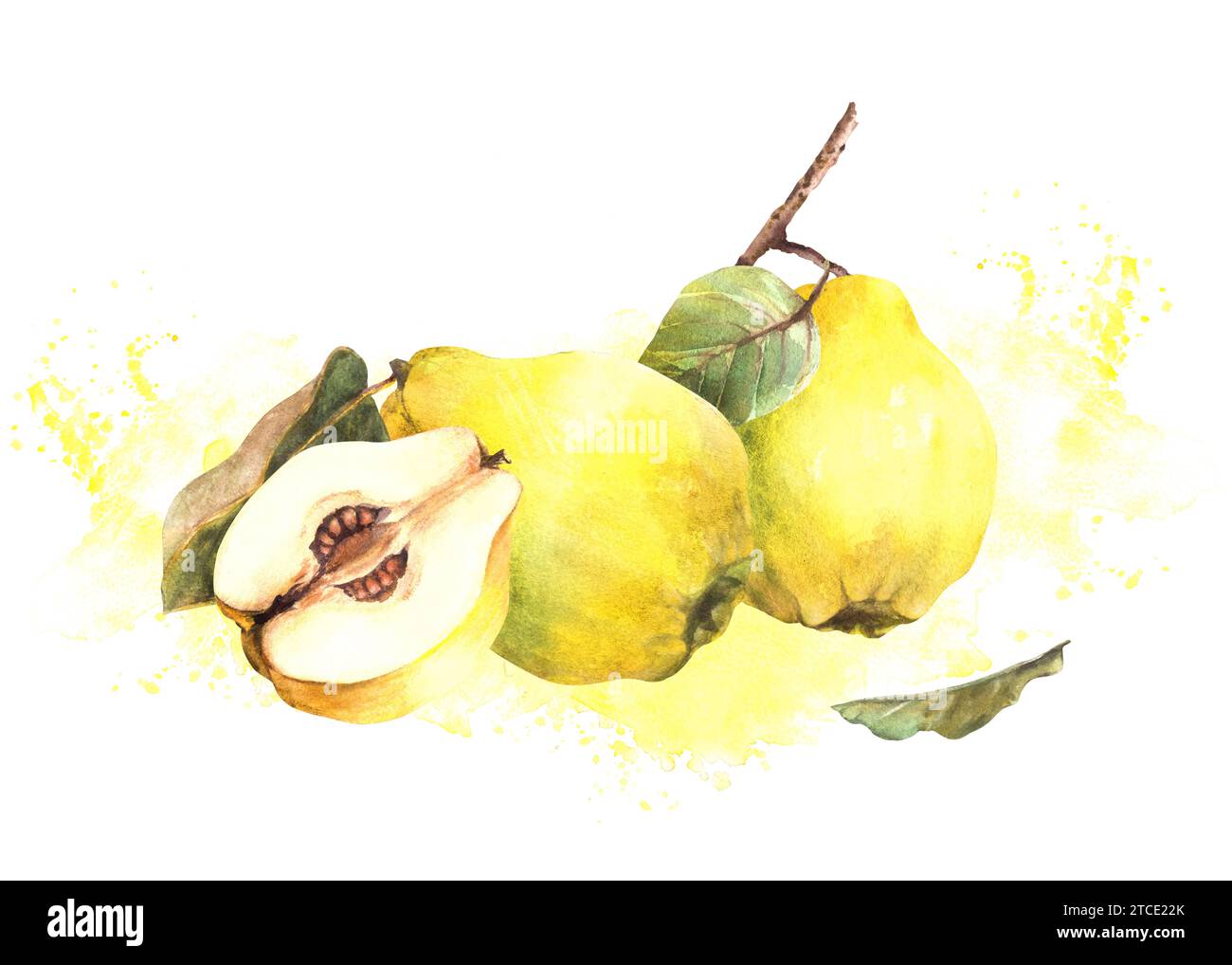 Arrangement d'aquarelle peinte à la main. Coing juteux mûr jaune entier et fruits coupés avec des graines à l'intérieur, branche, feuilles avec éclaboussures. Clipart illustrati Banque D'Images