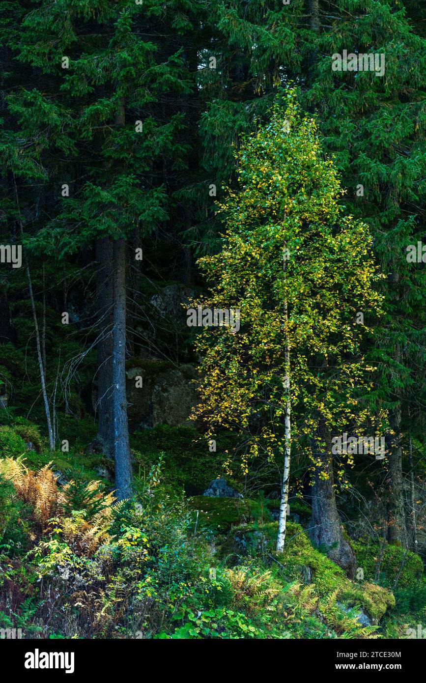 Couleurs d'automne sur une pente de montagne boisée, communauté Brandberg, vallée de Zillergrund, Zillertal Alpes, Tyrol, Autriche Banque D'Images