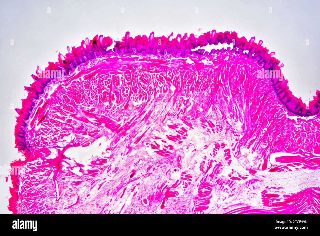 Section de langue montrant des papilles linguales, des papilles gustatives, des muscles striés, des glandes gustatives et des tissus conjonctifs. Microscope optique X40. Banque D'Images