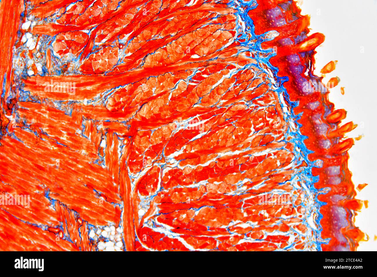 Section de langue montrant des papilles linguales, des papilles gustatives, des muscles striés, des glandes gustatives et des tissus conjonctifs. Microscope optique X40. Banque D'Images