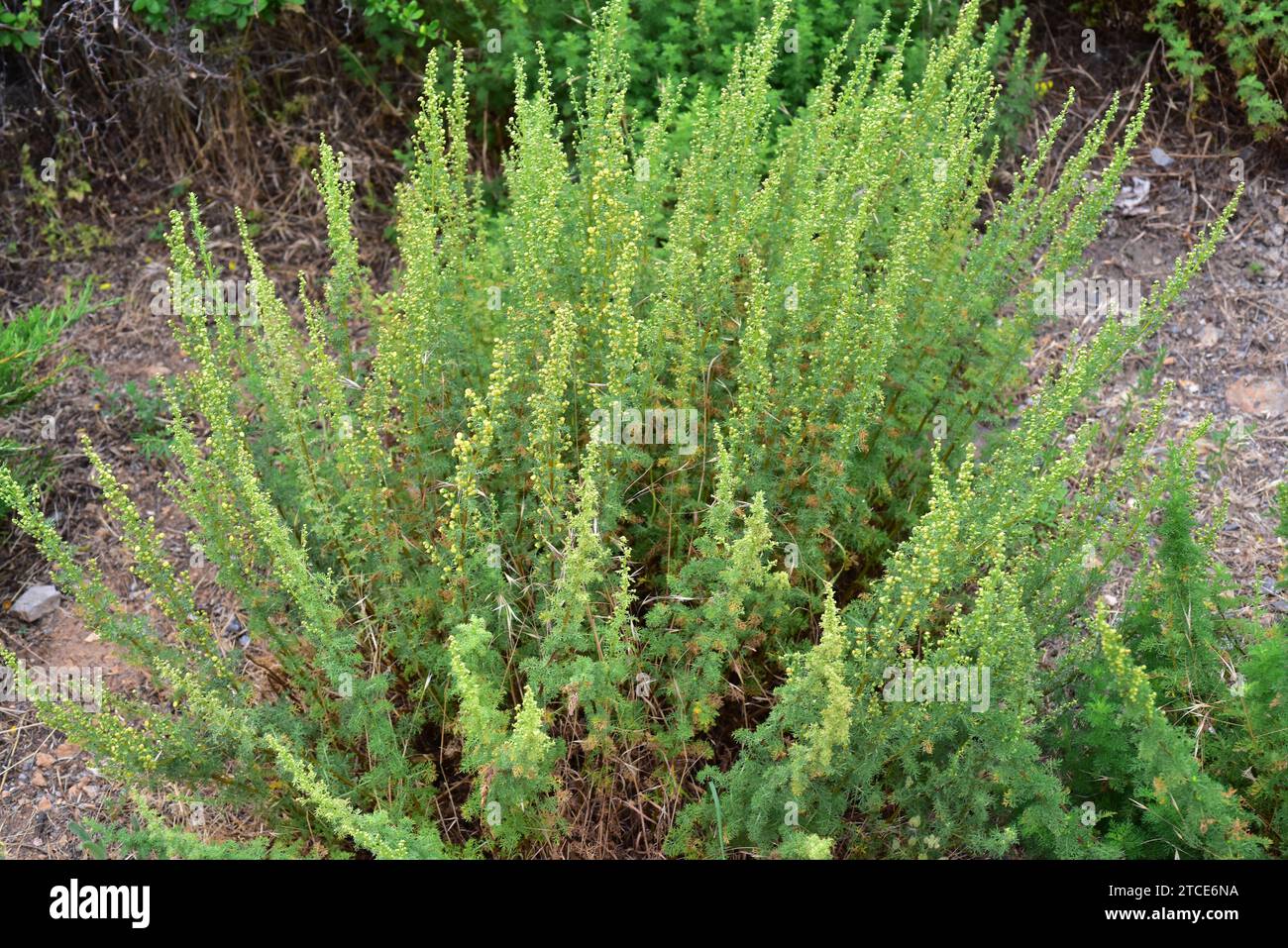 Artemisia chamaemelifolia est une plante vivace originaire des montagnes européennes. Cette photo a été prise en Sierra Nevada, Grenade, Andalousie, Espagne. Banque D'Images