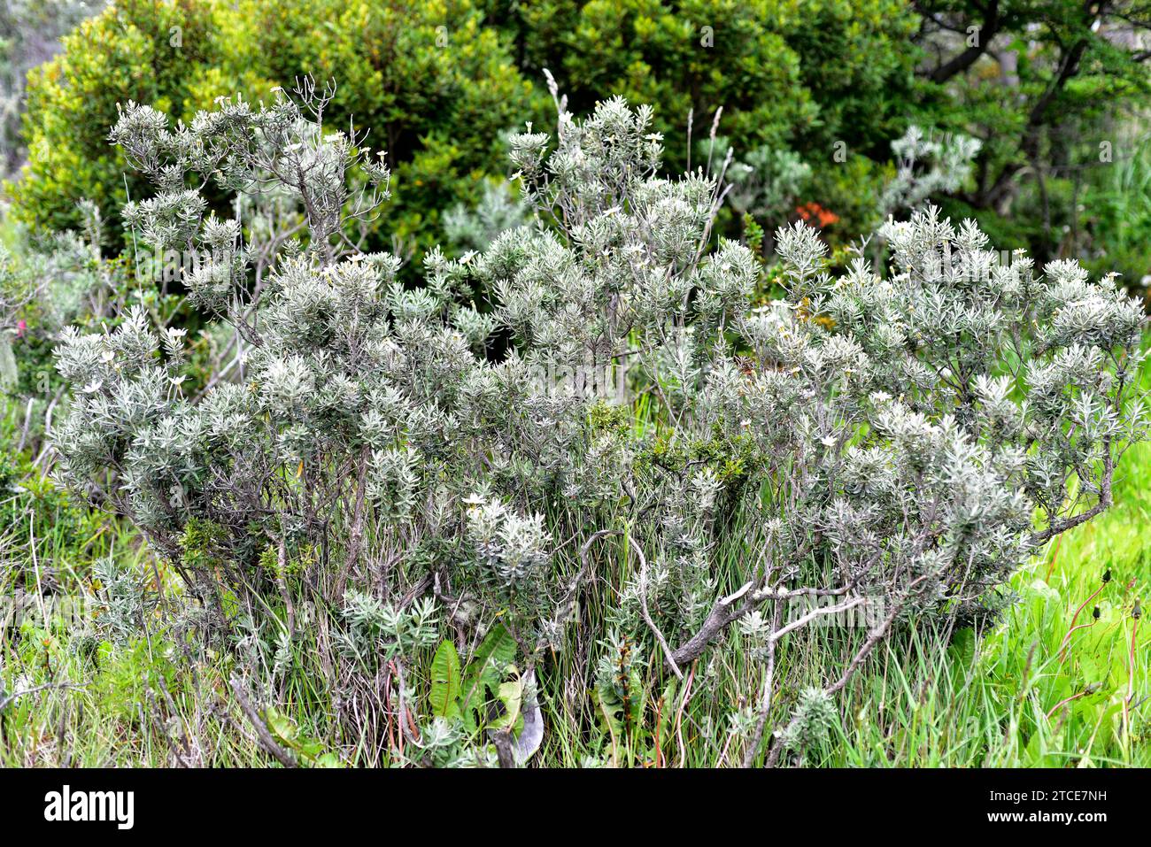 La Fachine ou mata verde (Chiliotrichum diffusum) est un arbuste originaire du sud de l'Argentine et du Chili. Cette photo a été prise à Punta Arenas, au Chili. Banque D'Images