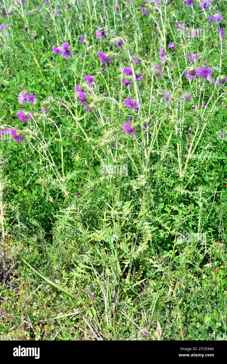 Le chardon Marie violet (Galactites tomentosa) est une plante épineuse annuelle ou biennale originaire de la région méditerranéenne et des côtes atlantiques du Portugal à SO Banque D'Images