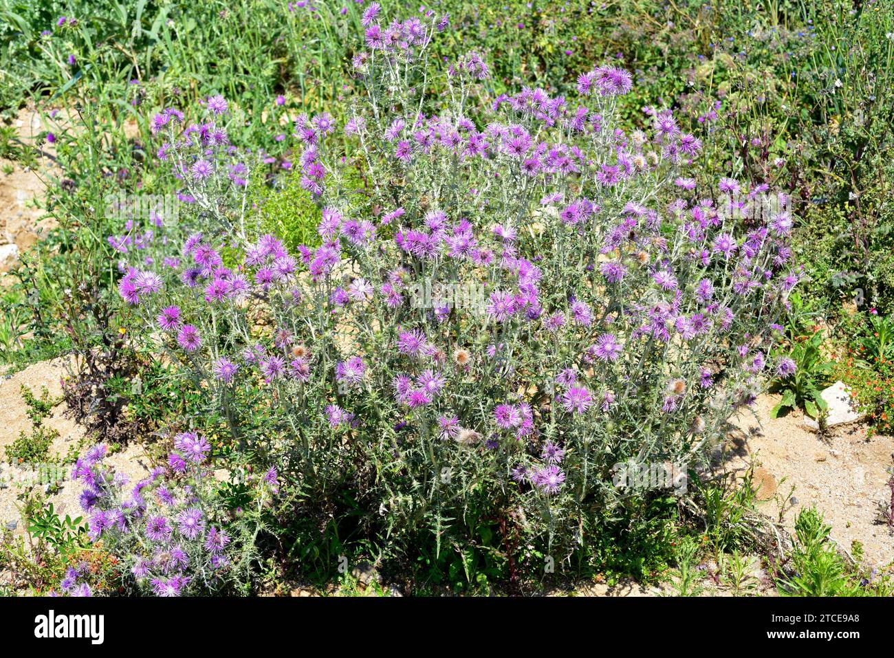 Le chardon Marie violet (Galactites tomentosa) est une plante épineuse annuelle ou biennale originaire de la région méditerranéenne et des côtes atlantiques du Portugal à SO Banque D'Images