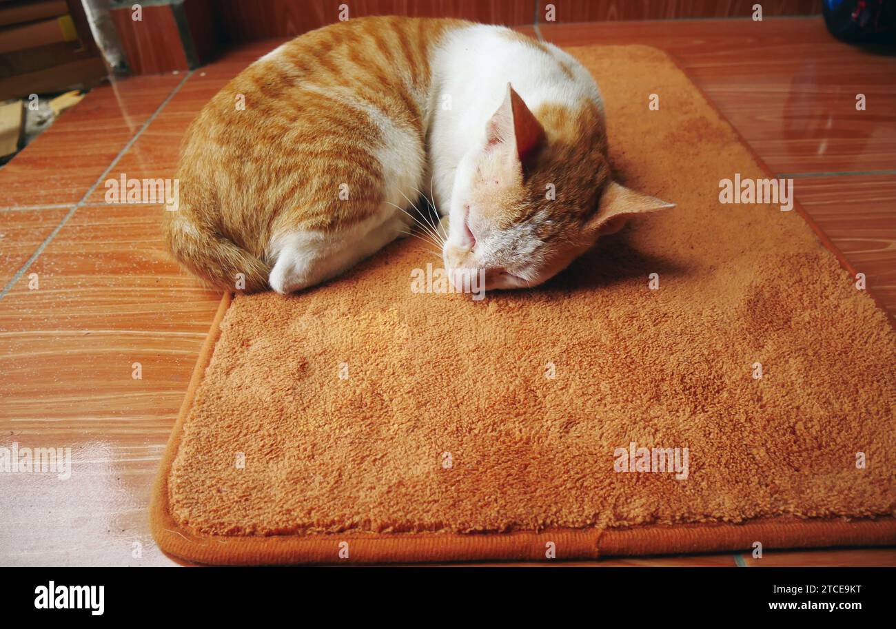 Chat domestique dort sur un tapis de pied, le chat est froid. Banque D'Images