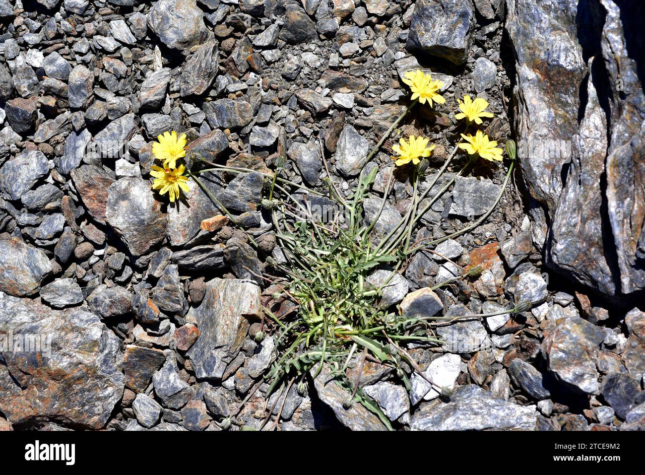 Scorzoneroides microcephala ou Leontodon microcephalus est une plante vivace endémique à la Sierra Nevada. Banque D'Images