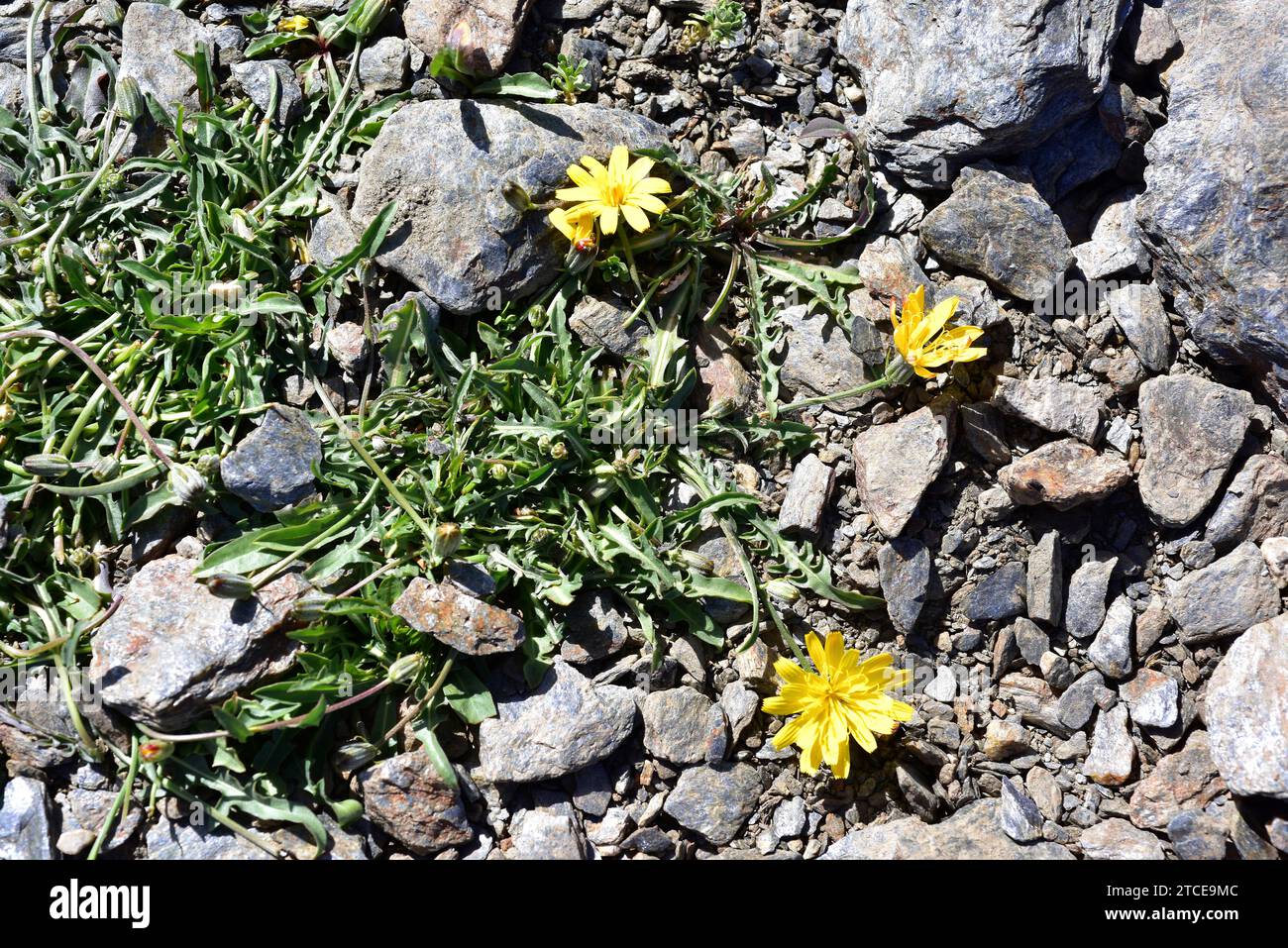 Scorzoneroides microcephala ou Leontodon microcephalus est une plante vivace endémique au parc national de la Sierra Nevada. Banque D'Images