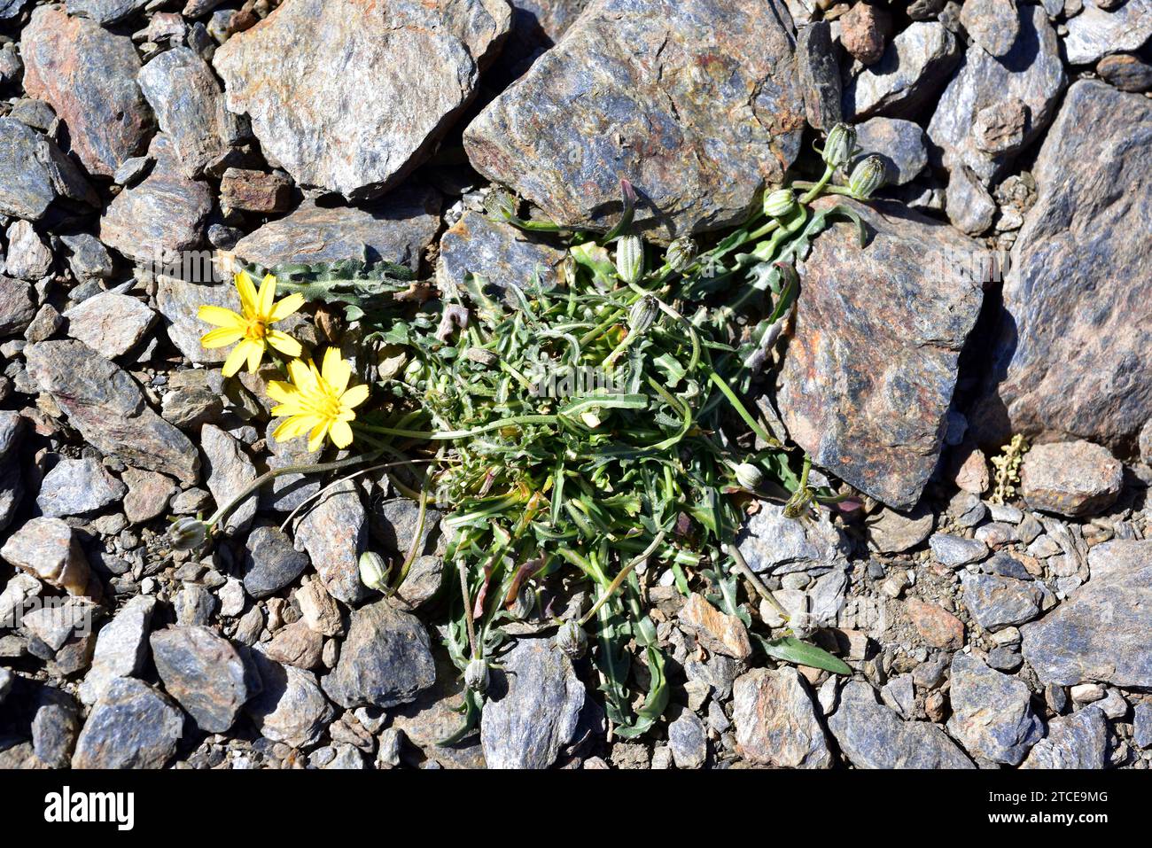 Scorzoneroides microcephala ou Leontodon microcephalus est une plante vivace endémique au parc national de la Sierra Nevada. Banque D'Images