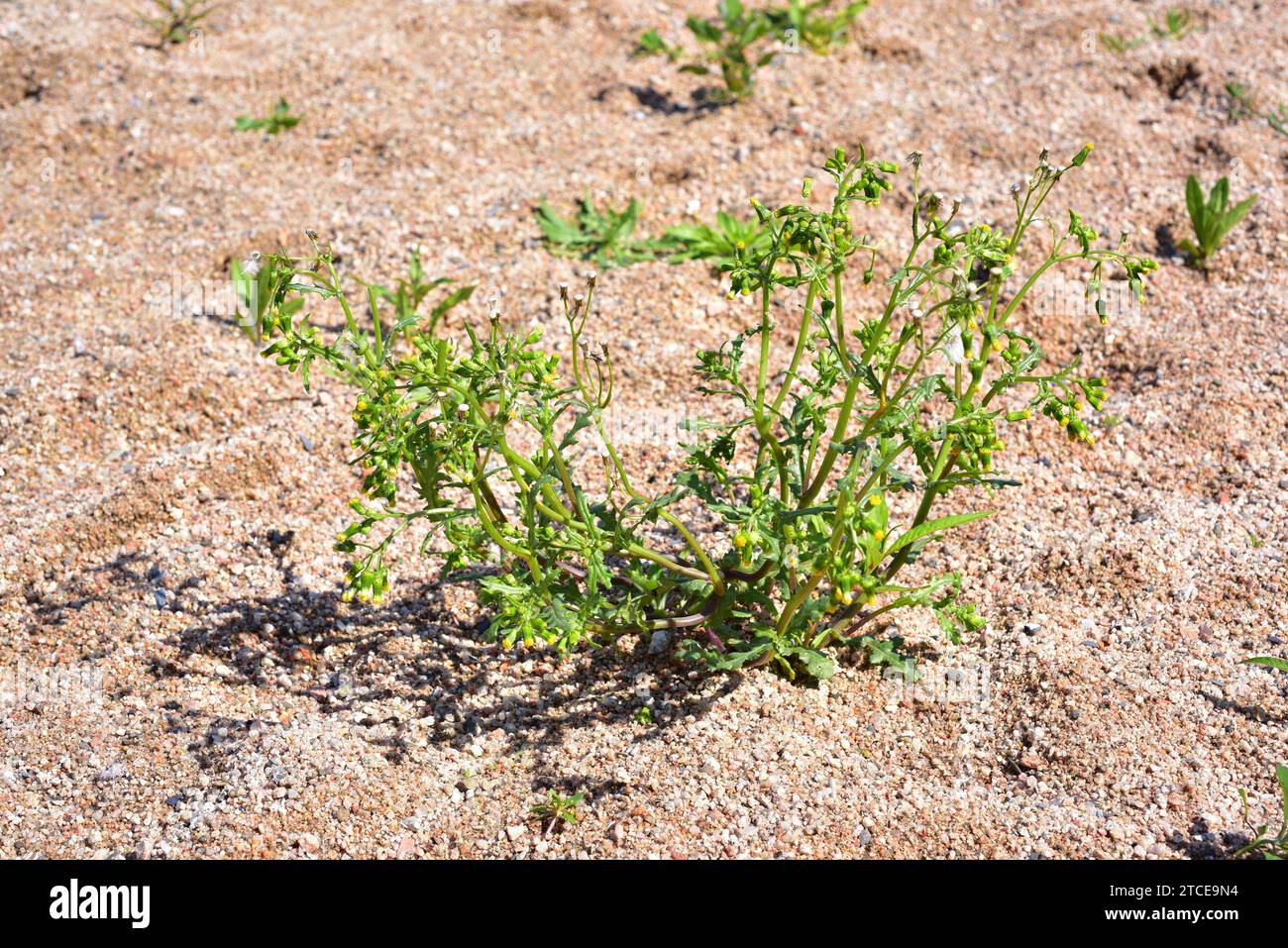 Le sol (Senecio vulgaris) est une plante annuelle originaire d'Eurasie et d'Afrique du Nord et naturalisée dans d'autres régions tempérées du monde large. Cette photo Banque D'Images