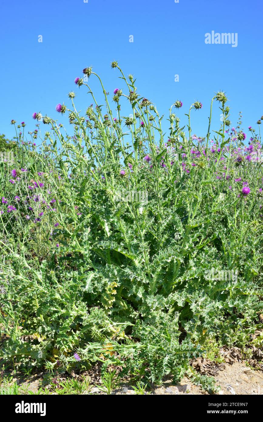 Le chardon marial (Silybum marianum) est une plante épineuse annuelle ou biennale originaire d'Eurasie. Cette photo a été prise à Tordera, Barcelone, Catalogne, Espagne Banque D'Images