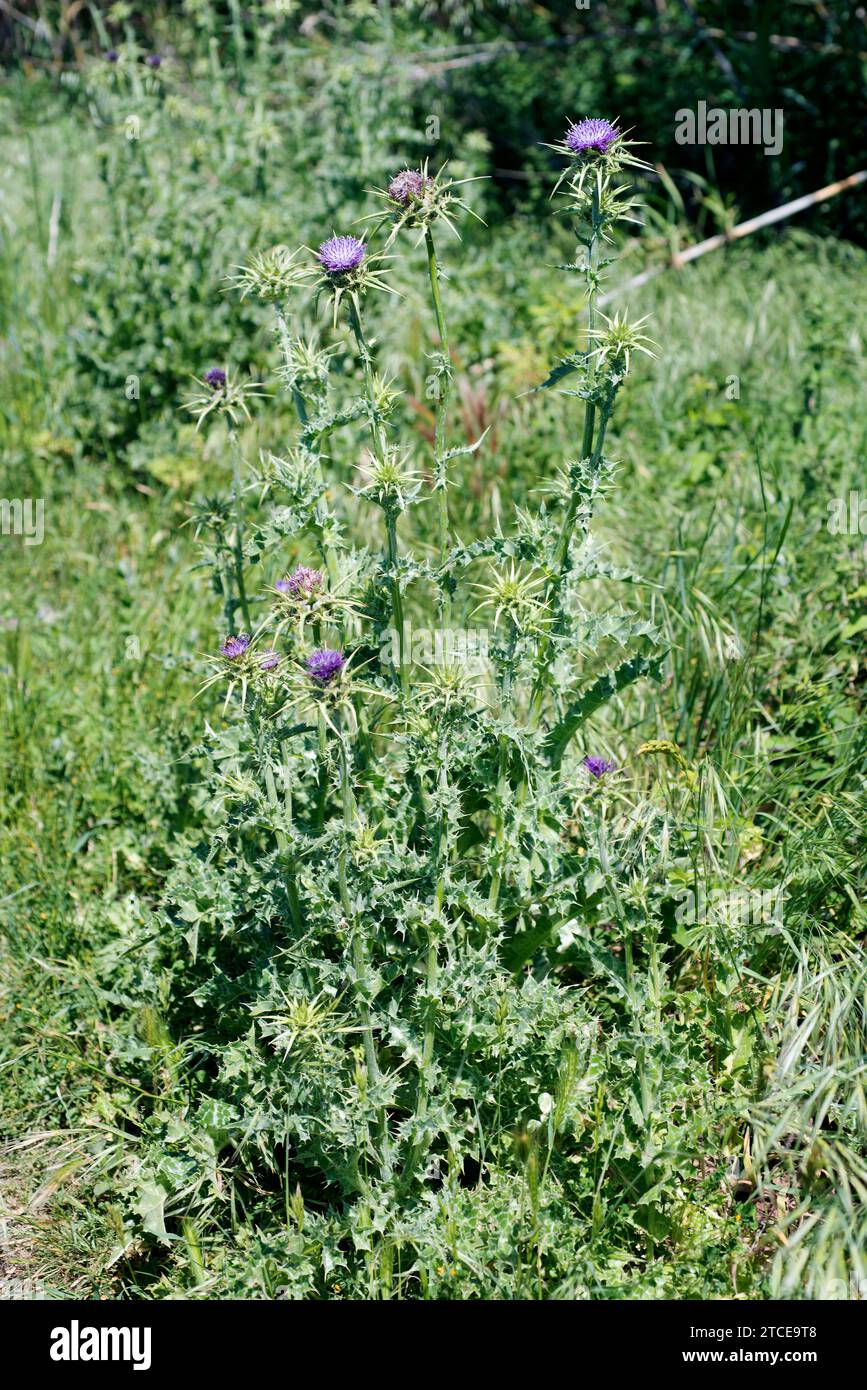 Le chardon Marie (Silybum marianum) est une plante épieuse annuelle ou biennale originaire d'Eurasie. Cette photo a été prise à Vilaut, Gérone, Catalogne, Espagne. Banque D'Images