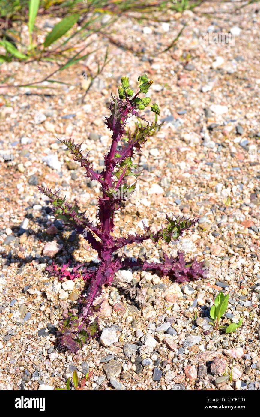 Le chardon-truie (Sonchus asper) est une plante annuelle ou biennale originaire d'Eurasie et d'Afrique du Nord. Cette photo a été prise à Tordera, Barcelone, C. Banque D'Images