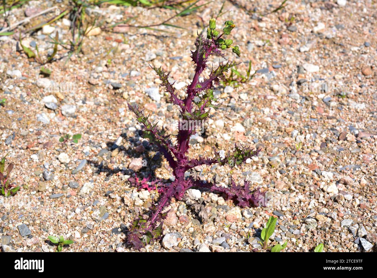 Le chardon-truie (Sonchus asper) est une plante annuelle ou biennale originaire d'Eurasie et d'Afrique du Nord. Cette photo a été prise à Tordera, Barcelone, C. Banque D'Images