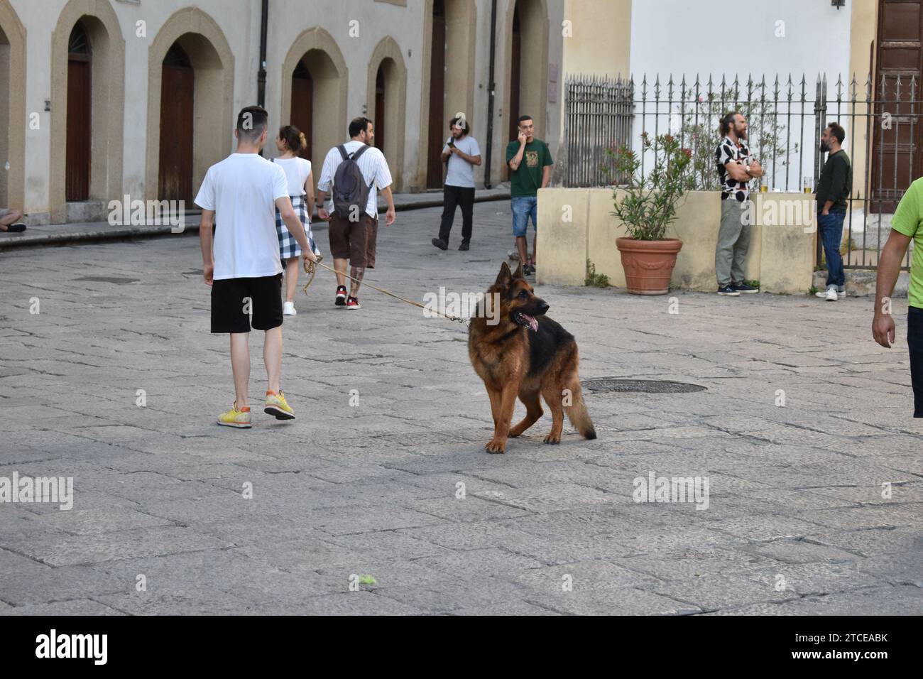 Homme en T-shirt blanc tenant la laisse sur un chien de berger allemand adulte sur la Piazza Santa Anna dans la ville de Palerme Banque D'Images