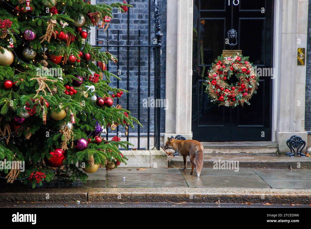 Londres, Royaume-Uni. 12 décembre 2023. Un renard près du sapin de Noël numéro 10 à Downing Street. Crédit : Mark Thomas/Alamy Live News Banque D'Images