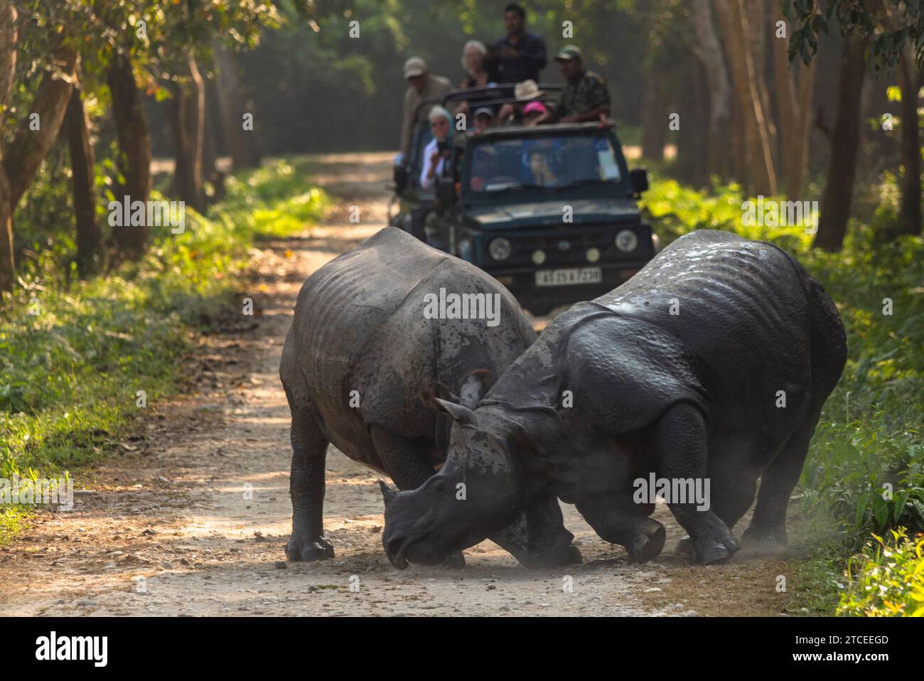 Cornes grondantes : deux puissants rhinocéros mâles indiens à cornes se battent pour prendre le contrôle du territoire. Banque D'Images