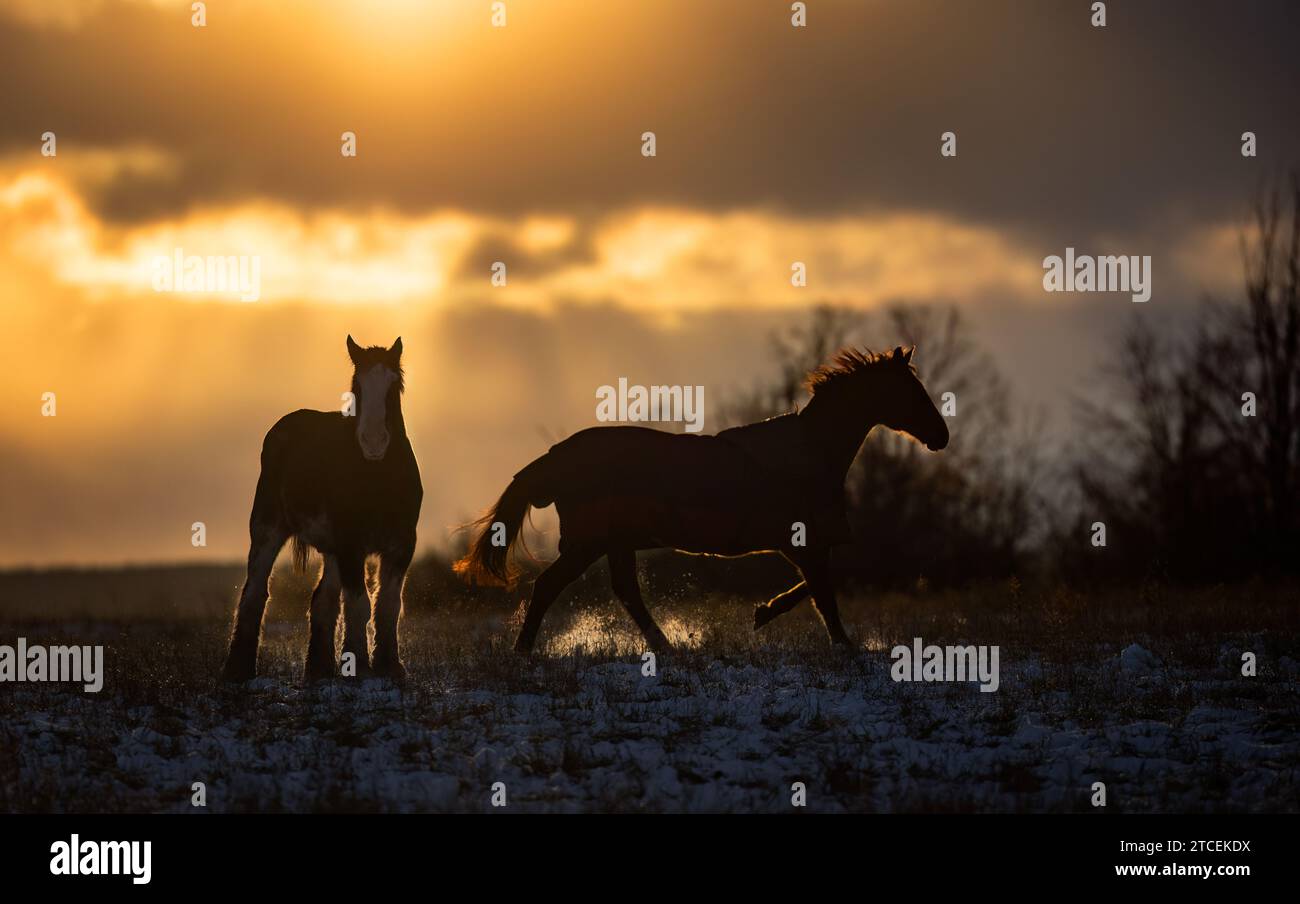 Silhouette de chevaux Clydesdale debout dans une prairie d'automne au coucher du soleil Banque D'Images