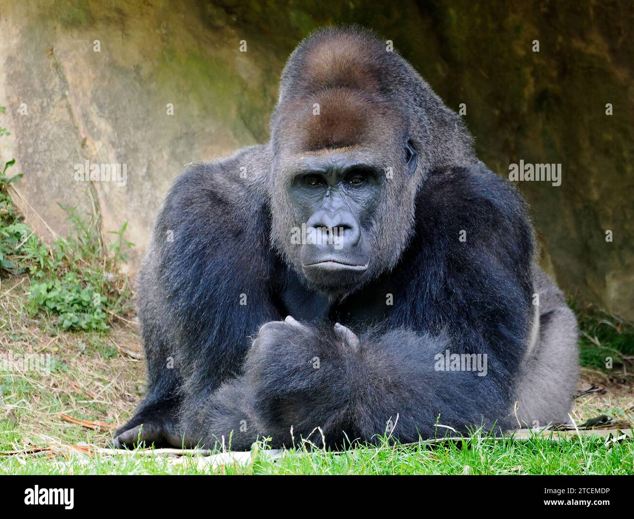 Gros plan gorille mâle (Gorilla gorilla) couché sur l'herbe Banque D'Images