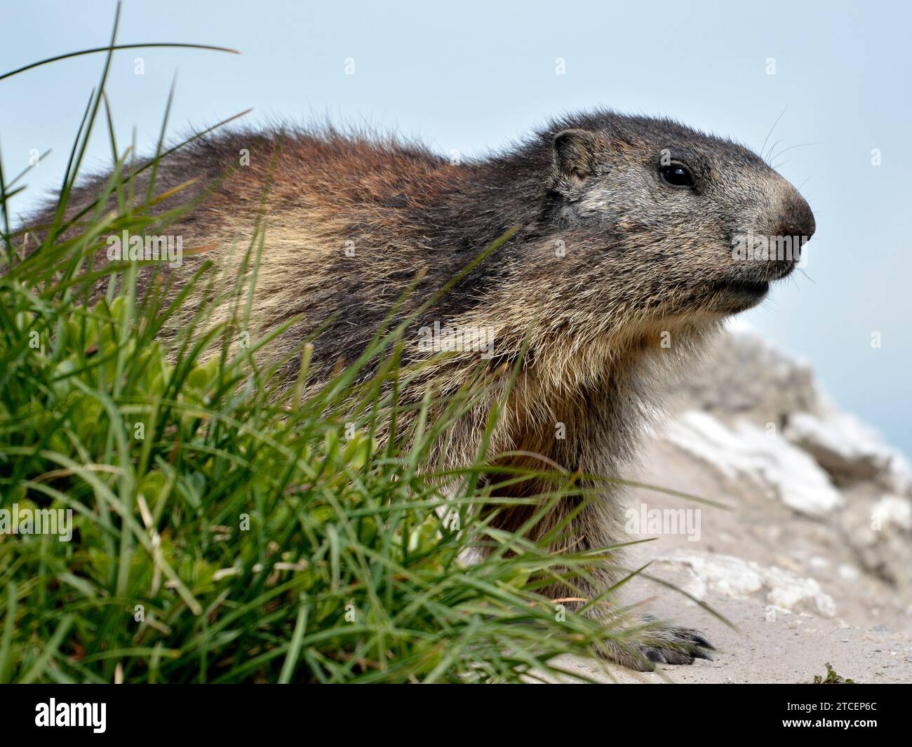 Marmotte alpine (Marmota marmota) sur le rocher derrière une touffe d'herbe dans les Alpes françaises, département de la Savoie à la Plagne Banque D'Images