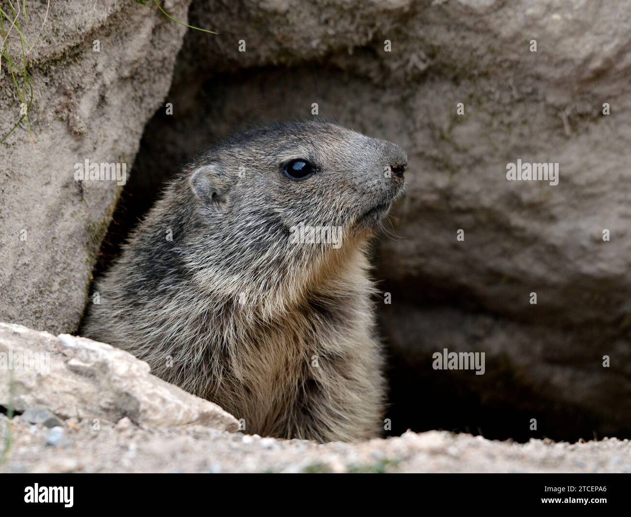 Jeune marmotte alpine (Marmota marmota) tirant la tête hors de son terrier Banque D'Images