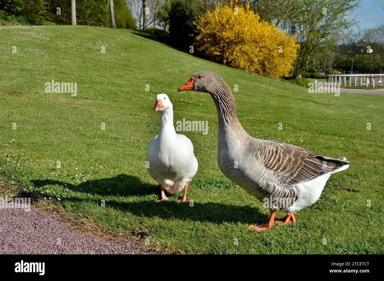 Deux oies (Anser anser domesticus), une blanche et une grise, marchant sur l'herbe dans un parc Banque D'Images