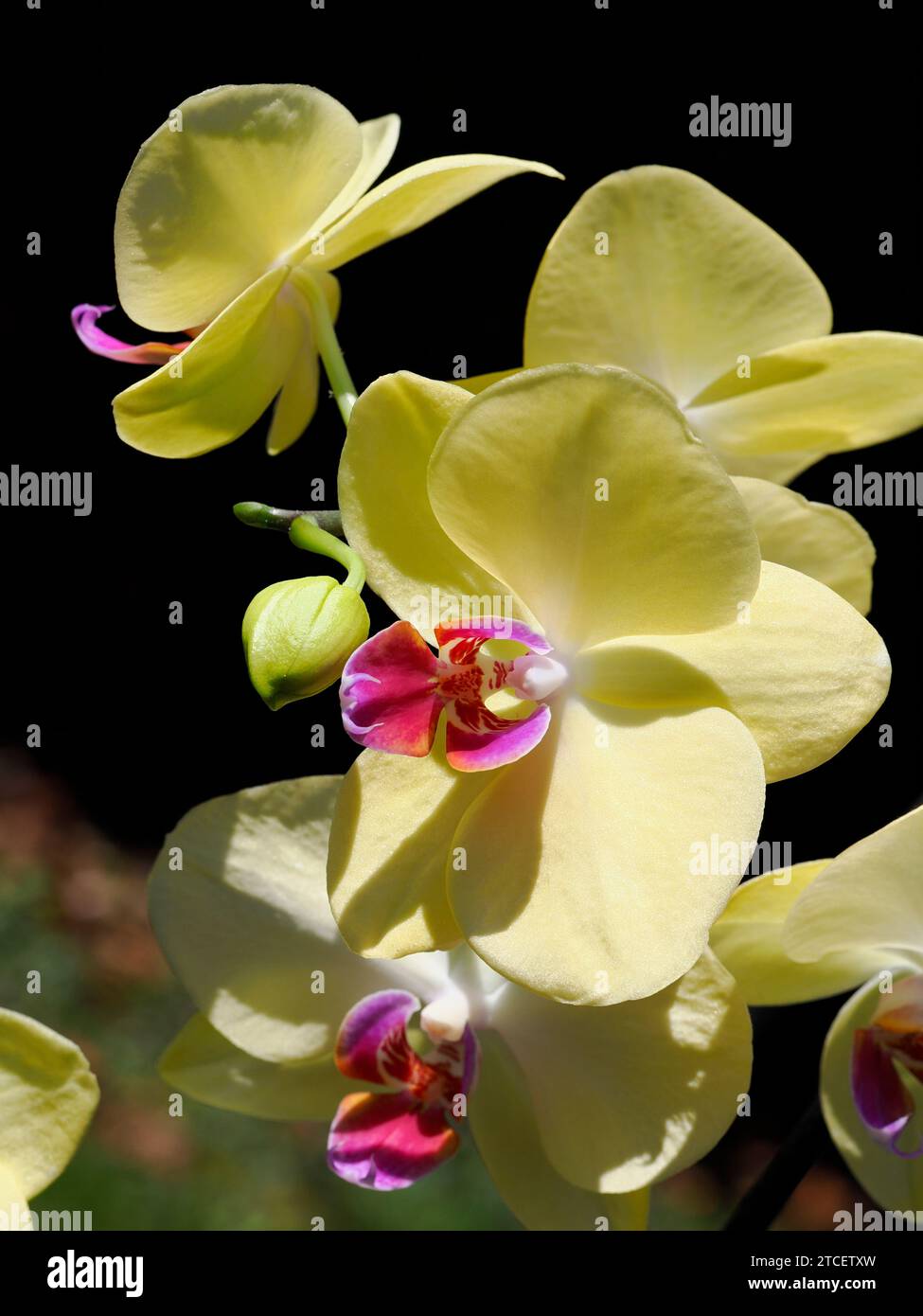 Gros plan orchidées jaunes et rouges (Orchis) sur fond sombre Banque D'Images