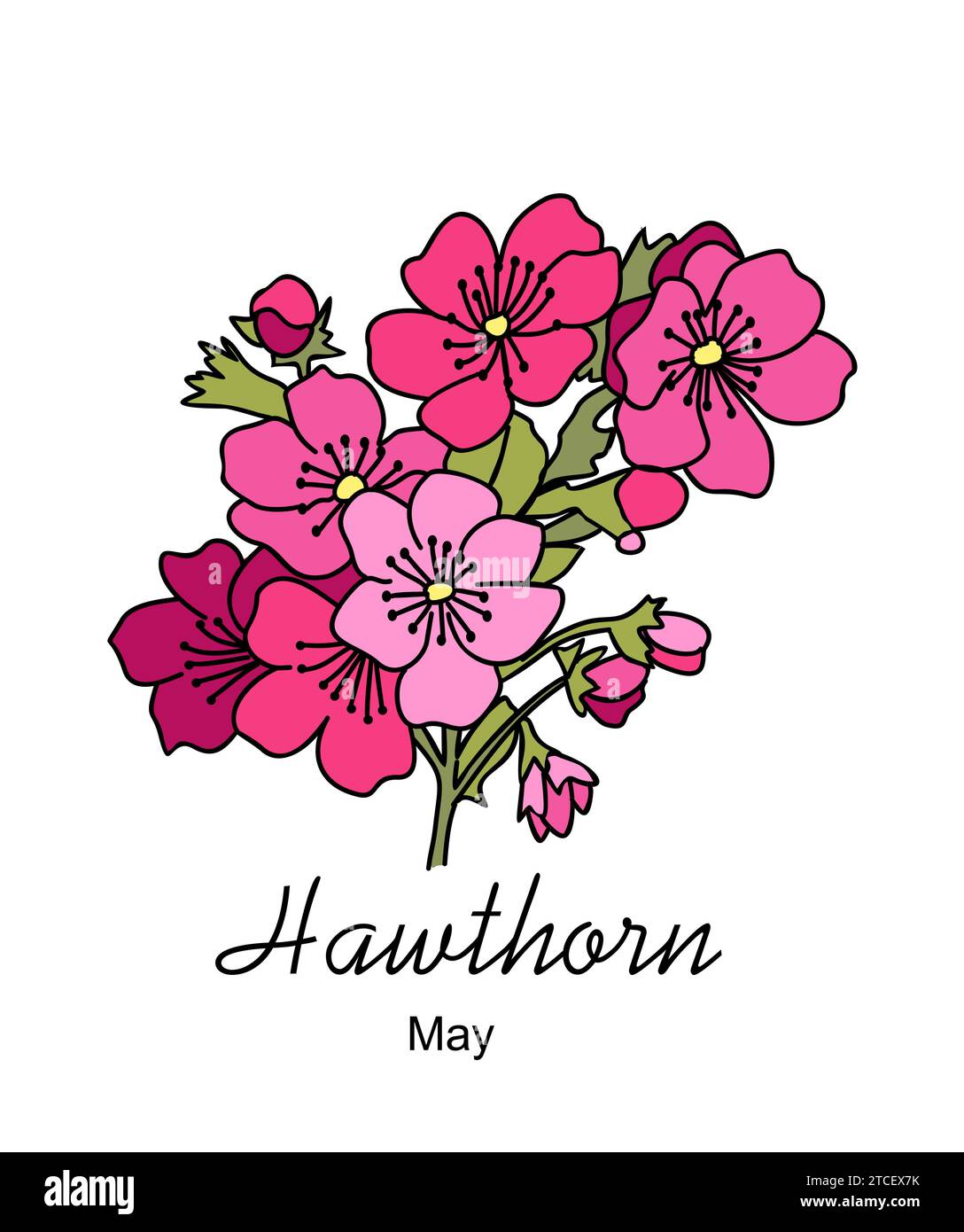 Hawthorn avril mois de naissance fleur vecteur art. Illustration de Vecteur