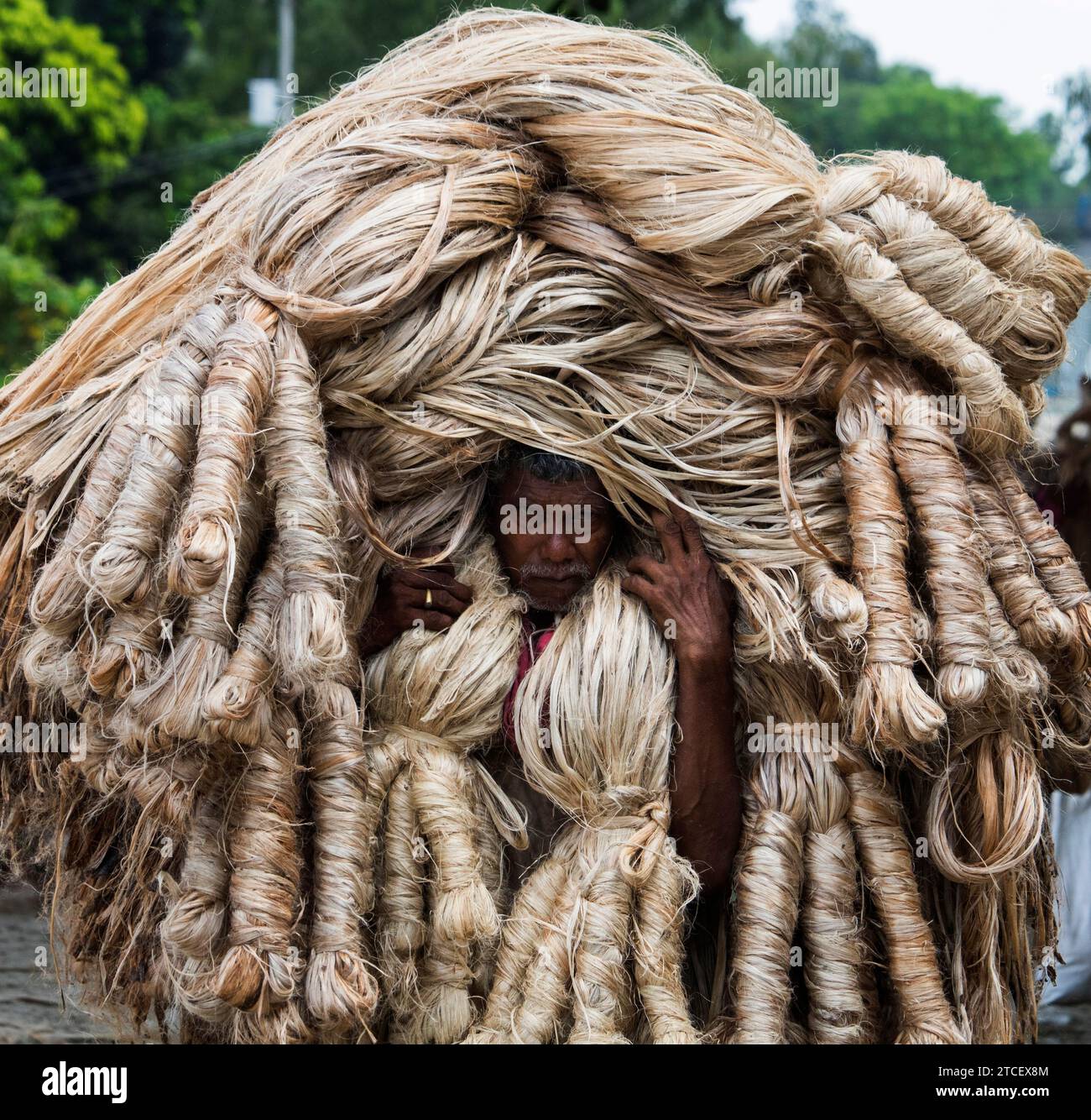 Manikganj -06 septembre 2023 : personnes vue portrait d'une personne transportant un lourd panier de fibre de jute dans un marché, les travailleurs de la vie quotidienne. Manikganj Banque D'Images