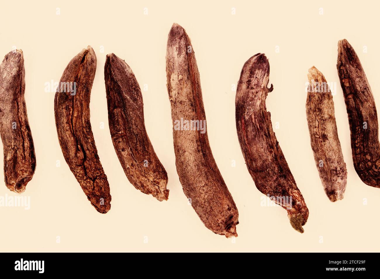 CLAVICEPS PURPUREA «ERGOT» Banque D'Images CLAVICEPS PURPUREA «ERGOT» Banque D'Images