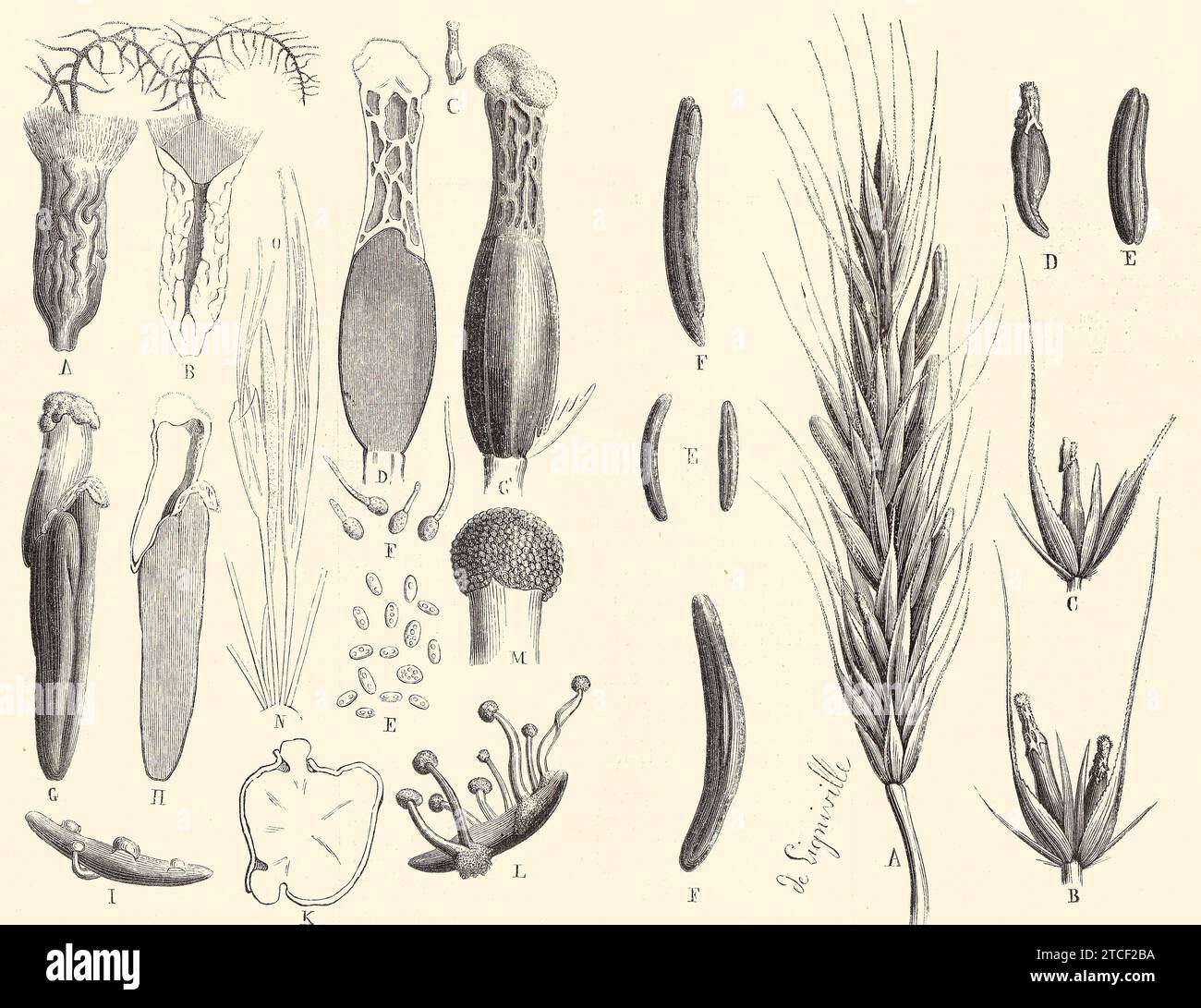 CLAVICEPS PURPUREA « ERGOT » - gravure botanique Banque D'Images CLAVICEPS PURPUREA « ERGOT » - gravure botanique Banque D'Images