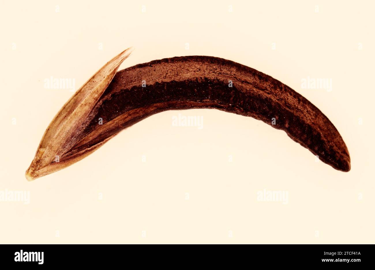 CLAVICEPS PURPUREA «ERGOT» Banque D'Images CLAVICEPS PURPUREA «ERGOT» Banque D'Images