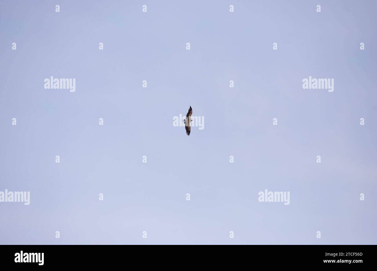 L'aigle chasse dans le ciel bleu. Banque D'Images