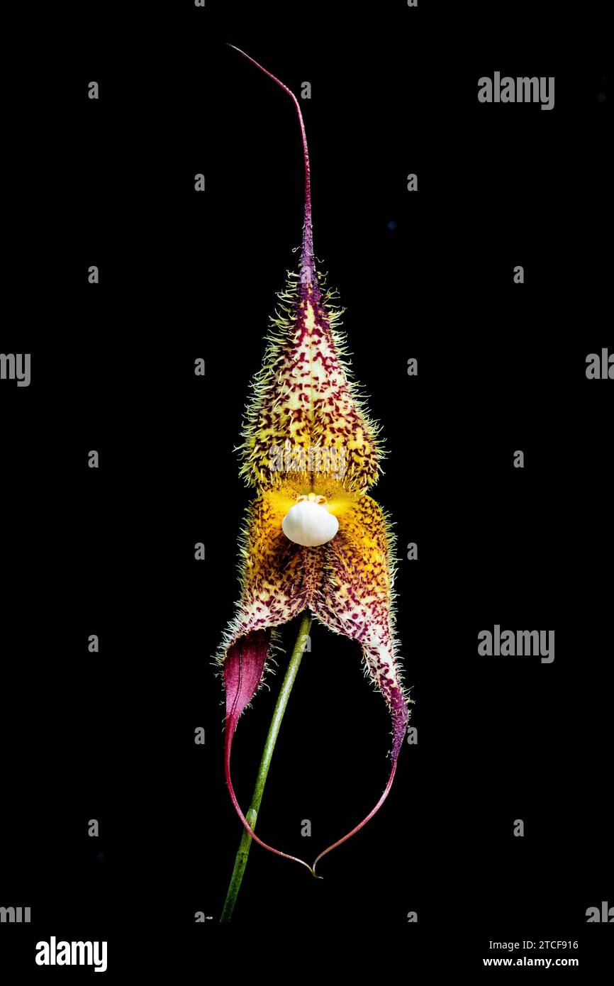 Dracula chimerae, une orchidée miniature d'Amérique du Sud, en culture. Banque D'Images