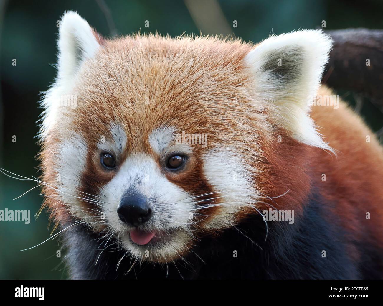 Panda rouge, petit panda, Westlicher Kleiner Panda, petit panda, Ailurus fulgens, vörös macskamedve, Zoo, Europe Banque D'Images
