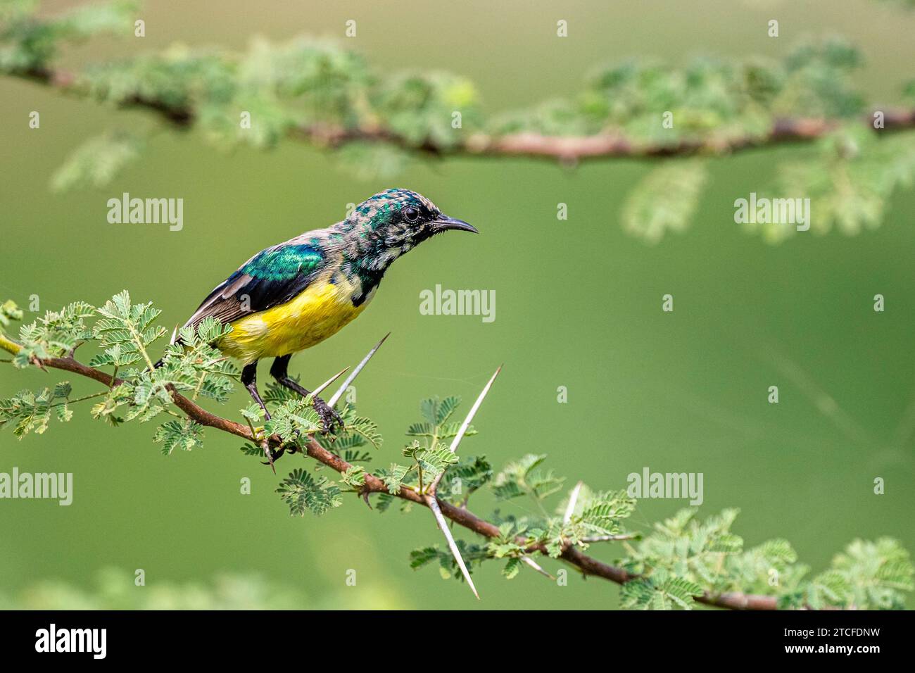 Fond coloré avec un oiseau exotique. Nile Valley sunbird, Hedydipna metallica. Banque D'Images