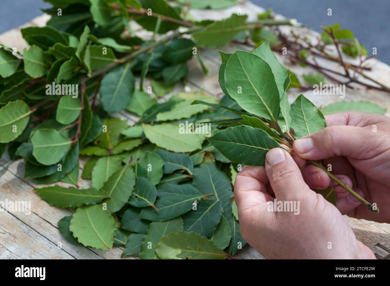 Lorbeerbaum, Lorbeer-Baum, Echter Lorbeer, Edel-Lorbeer, Edler Lorbeer, Gewürzlorbeer, Lorbeerblatt, Lorbeerblätter, Lorbeer-Blätter, Blatt, Blätter, Banque D'Images